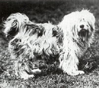 Bunti